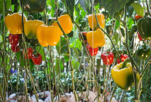 Sweet Pepper, Bell Pepper or Capsicum plant display in food fest — Stock Photo, Image