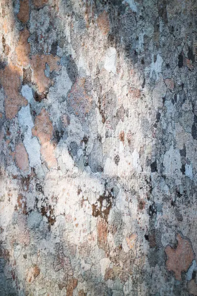 Texture rare de l'écorce d'arbre — Photo