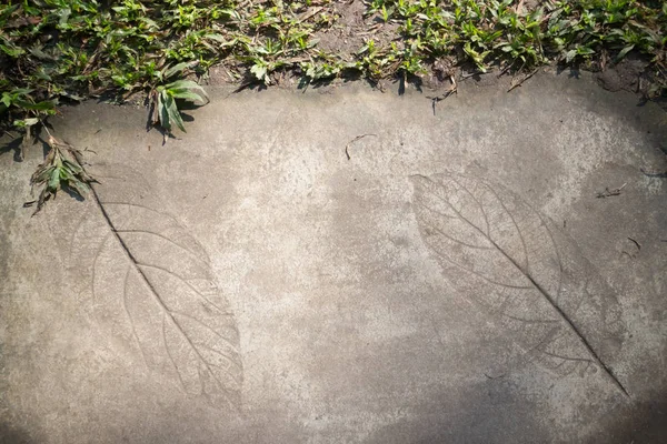 Blattdruck auf Betonstruktur im Garten — Stockfoto