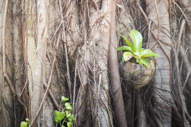 Ağaç kabuğu nadir dokusuna