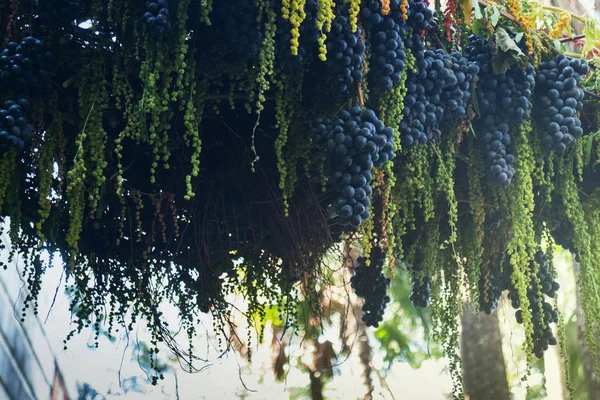 Reife Trauben hängen bei Essensfest am Baum — Stockfoto
