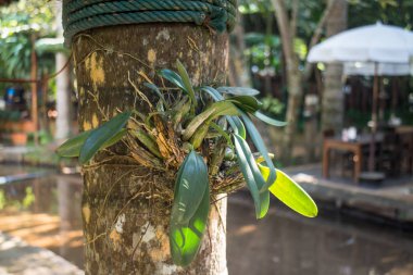 Vahşi orkide bitki ağaç üzerinde