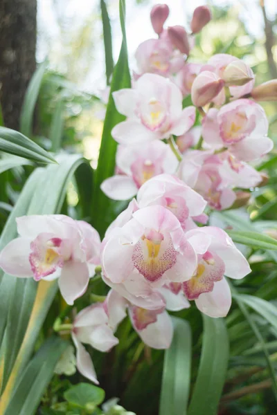 Krásný růžový květ orchideje kvetoucí — Stock fotografie