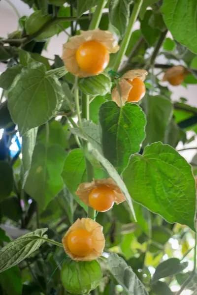 Cape gooseberry plant at food festival — Stock Photo, Image