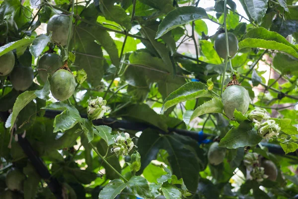 Passion fruit growing on the vine — Stock Photo, Image