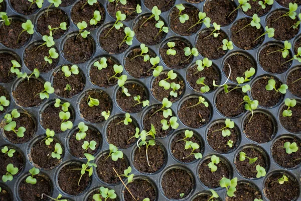 Young seedlings of vegetable in tray