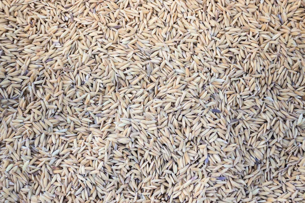 Сирий рис сушений на полі — стокове фото