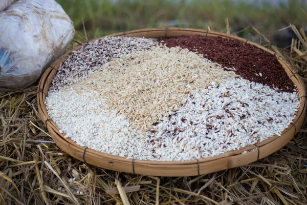 Thailändische Reissorten von braunem Reis, gemischtem Wildreis, weißem Reis — Stockfoto