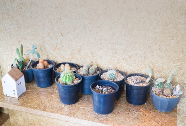Petit cactus décoré sur le mur de liège — Photo
