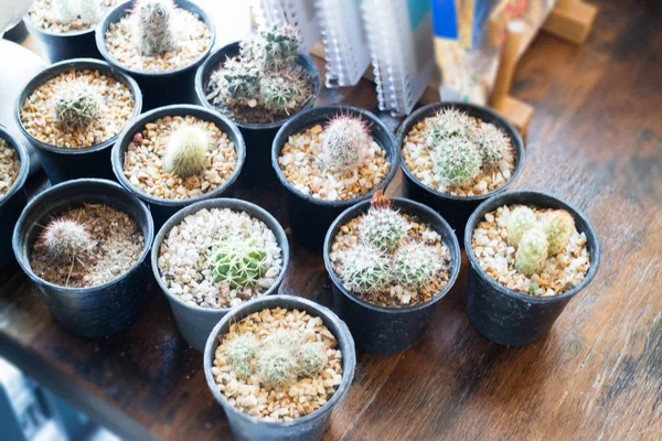 Petit cactus décoré sur table en bois — Photo