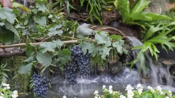 Uvas decoradas frente a la cascada — Vídeo de stock