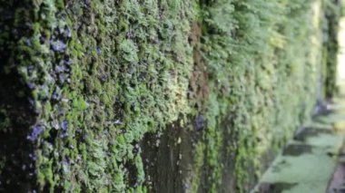 Aqua bitki su deposu dekore edilmiş.