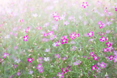 Mini romantik pembe bahar çiçekleri 