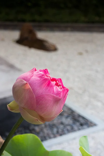莲花在砾石庭院 — 图库照片