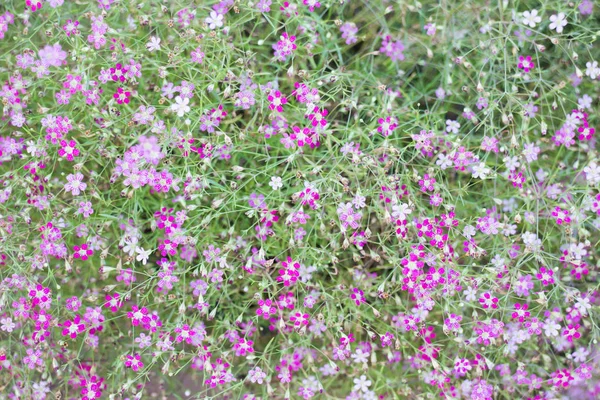 Mini romantic pink spring flowers — Stock Photo, Image