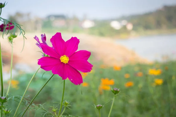 우주 bipinnatus 봄 꽃 필드 — 스톡 사진