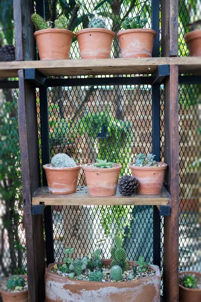 Vertikaler Garten-Kakteen-Pflanztopf im Sommer — Stockfoto