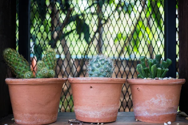Pot vertical de plantes de cactus de jardin en été — Photo