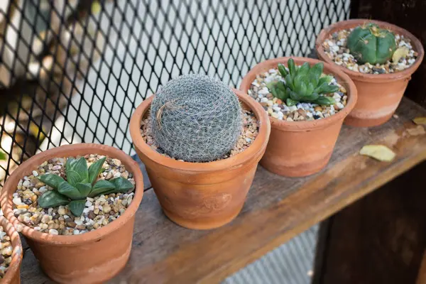 Pot vertical de plantes de cactus de jardin en été — Photo