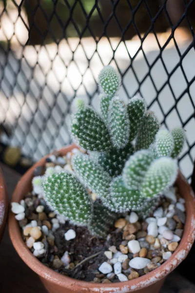 Vertical garden cactus plant pot in summer — Stock Photo, Image