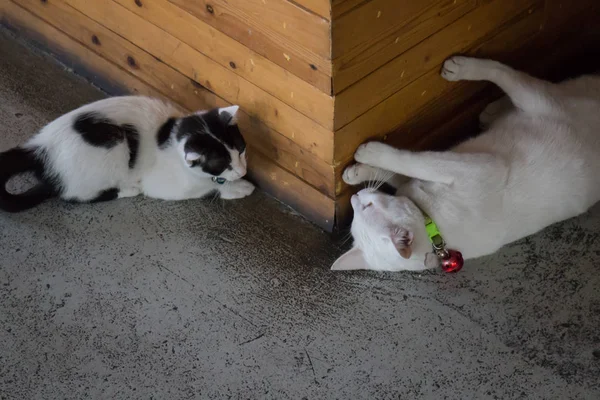 Carino gatti in bianco e nero nel soggiorno — Foto Stock