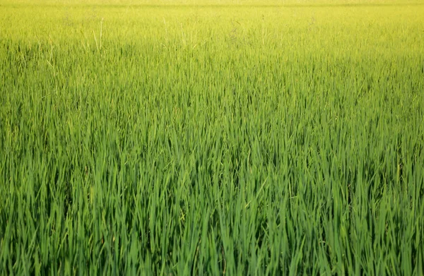 Fild de riz vert en été — Photo