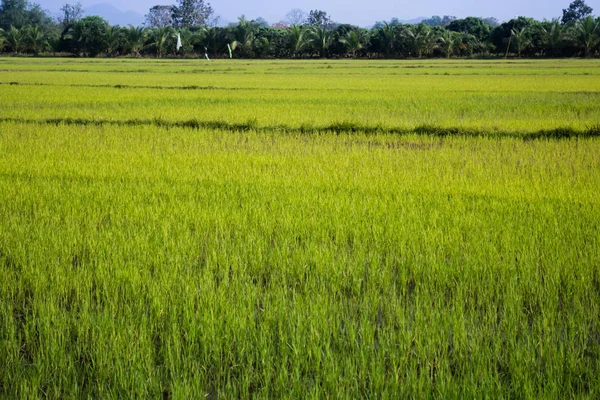 Fild de riz vert avec ciel bleu — Photo