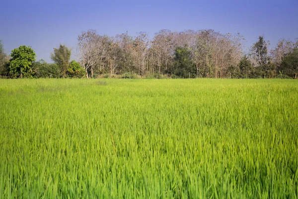 Fild de riz vert avec ciel bleu — Photo