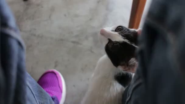 Küçük kedi göz teması — Stok video