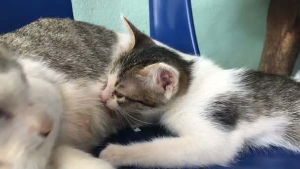 Madre gato amamantando a su bebé — Vídeos de Stock