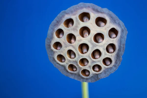 Flor de lótus de semente seca em fundo azul — Fotografia de Stock