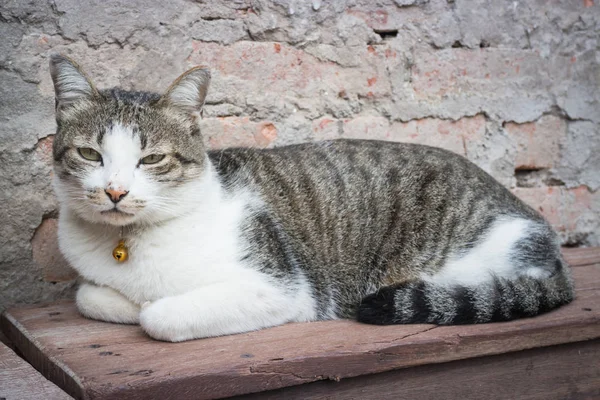 Chat pose loisirs sur chaise en bois — Photo