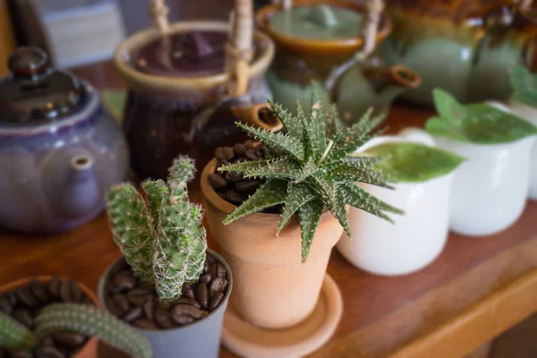 Group Of Little Variety Cactus — Stock Photo, Image