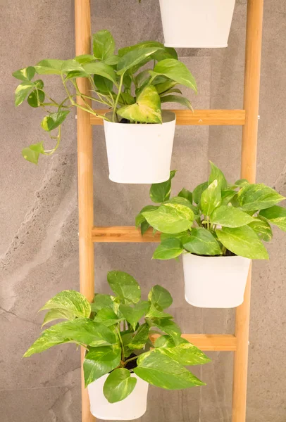 Зелена рослина в стилі мінімальної кімнати — стокове фото