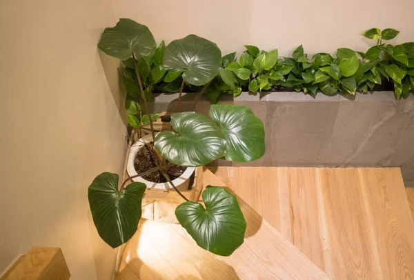 Groene Plant In minimale kamer stijl — Stockfoto