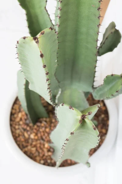 Beautiful White Mable With Green Cactus — Stock Photo, Image