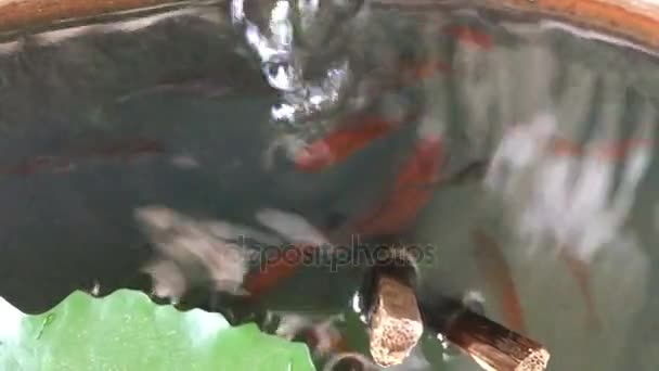 Rouge poisson sain jouer bulles d'air eau 