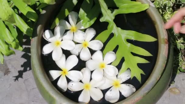Πανέμορφο λευκό ομάδα λουλούδια διακοσμημένα σε μπολ νερό — Αρχείο Βίντεο