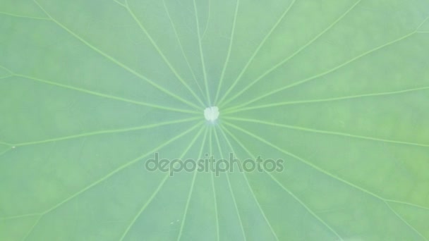 Close Up foglia di loto verde in natura — Video Stock