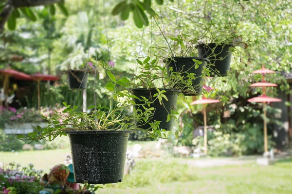 Çatı yeşil bitki Pot asılı — Stok fotoğraf