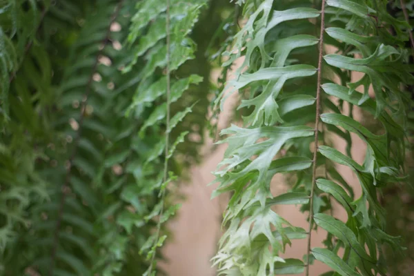屋根からぶら下がっている緑の植物ポット — ストック写真
