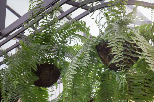 Opknoping groene Plant Pot van dak — Stockfoto