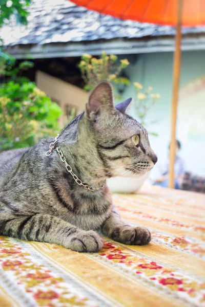 Cat relajándose en la mesa de la cena — Foto de Stock