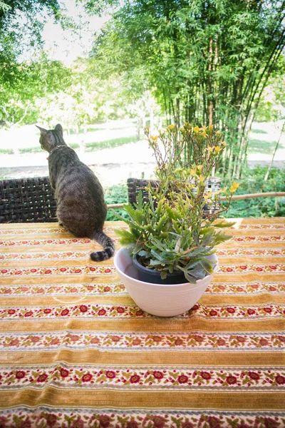 Yemek masası üzerinde tüyler ürpertici Out kedi — Stok fotoğraf