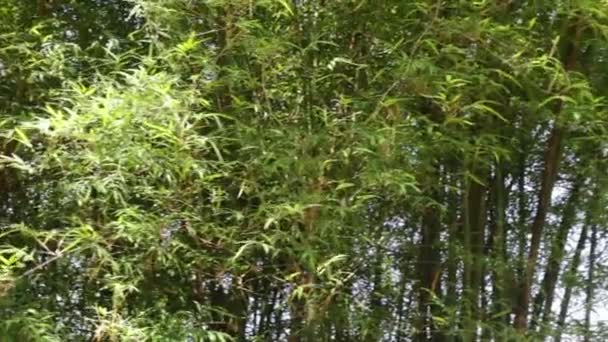 De natuurlijke muur van de bamboe In de tuin — Stockvideo