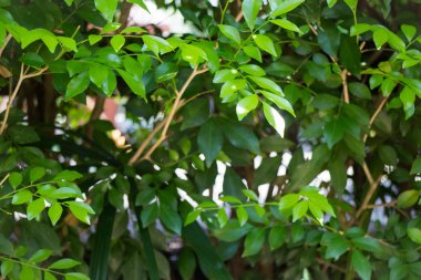 Yeşil Lotus yaprak yaz gün