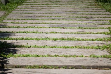 Yaz yeşil çimen adım bahçede