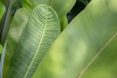 Yeşil Lotus yaprak yaz gün