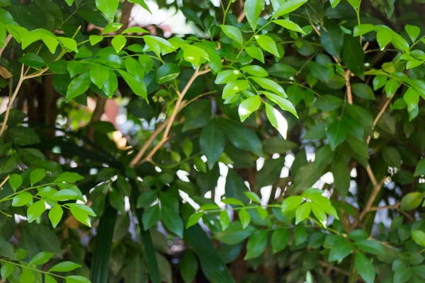 Yeşil Lotus yaprak yaz gün