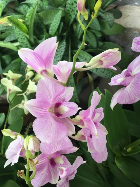 Krásná fialová orchidej květina strom — Stock fotografie